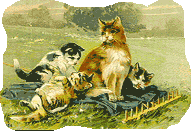 cats in field