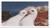 doves stamp
